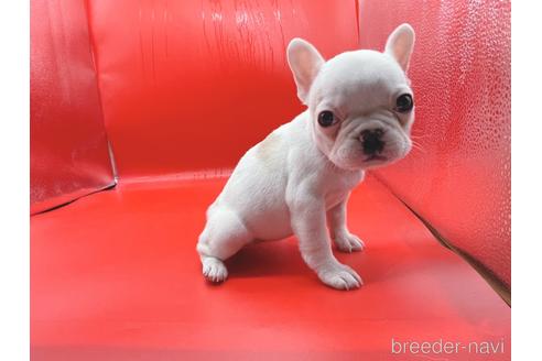 成約済の東京都のフレンチブルドッグ-162460の26枚目