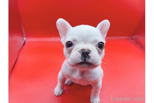 成約済の東京都のフレンチブルドッグ-162460の25枚目