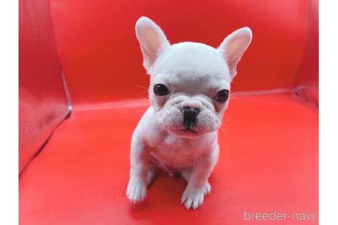 成約済の東京都のフレンチブルドッグ-162460の24枚目