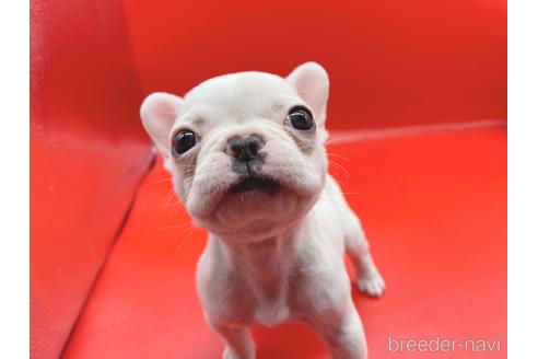 成約済の東京都のフレンチブルドッグ-162460の23枚目