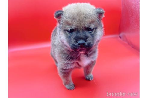 成約済の東京都の豆柴-162461の3枚目