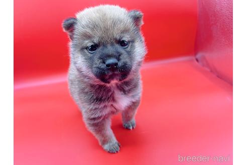 成約済の東京都の豆柴-162461の4枚目