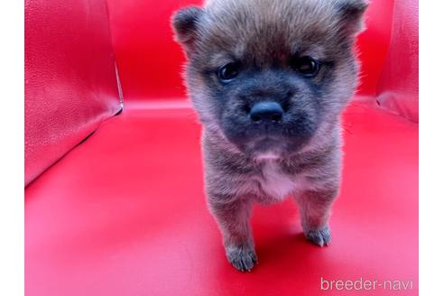 成約済の東京都の豆柴-162461の5枚目