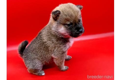 成約済の東京都の豆柴-162461の1枚目