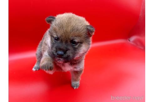 成約済の東京都の豆柴-162461の6枚目