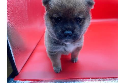 成約済の東京都の豆柴-162461の7枚目