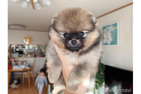 成約済の岐阜県のポメラニアン-159880の11枚目