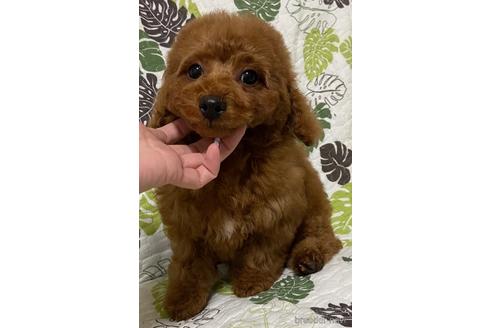 成約済の岡山県のトイプードル-157409の10枚目