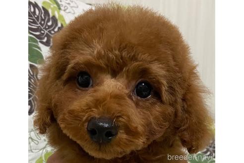 成約済の岡山県のトイプードル-157409の9枚目