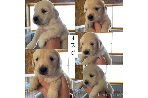 成約済の愛知県のゴールデンレトリーバー-162479の4枚目