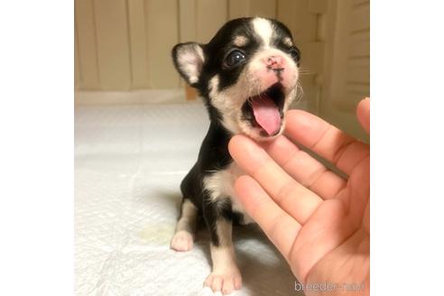 成約済の徳島県のチワワ(スムースコート)-161199の15枚目