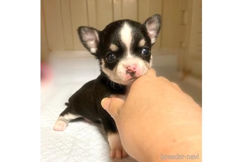 成約済の徳島県のチワワ(スムースコート)-161199の14枚目