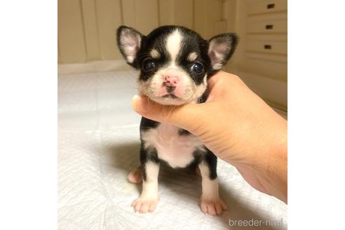 成約済の徳島県のチワワ(スムースコート)-161199の13枚目