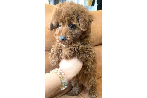成約済の茨城県のタイニープードル-162368の5枚目