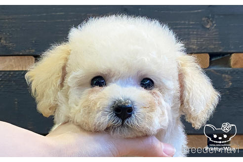 成約済の愛知県のミックス犬-158302の1枚目