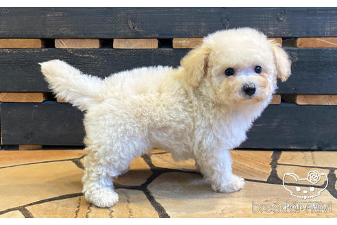 成約済の愛知県のミックス犬-158302の3枚目