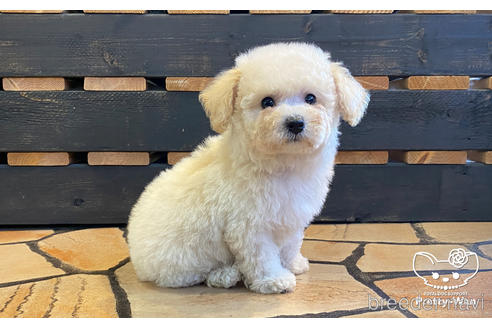 成約済の愛知県のミックス犬-158302の4枚目