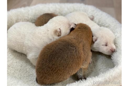 成約済の岡山県の柴犬-162579の7枚目