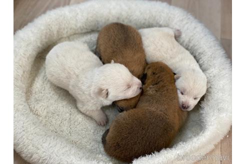 成約済の岡山県の柴犬-162580の1枚目