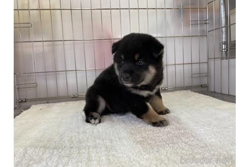 成約済の岡山県の柴犬-159246の3枚目