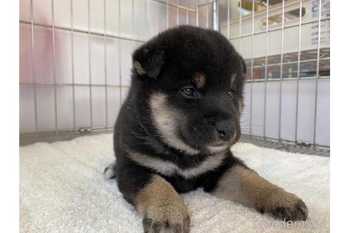 成約済の岡山県の柴犬-159246の2枚目