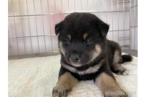 成約済の岡山県の柴犬-159246の4枚目