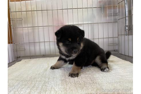 成約済の岡山県の柴犬-159246の5枚目