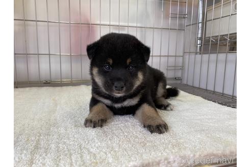 成約済の岡山県の柴犬-159246の1枚目