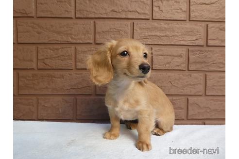 成約済の埼玉県のミニチュアダックスフンド(ロングヘアード)-162582