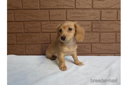 成約済の埼玉県のミニチュアダックスフンド(ロングヘアード)-162582の3枚目