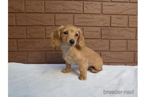 成約済の埼玉県のミニチュアダックスフンド(ロングヘアード)-162582の2枚目