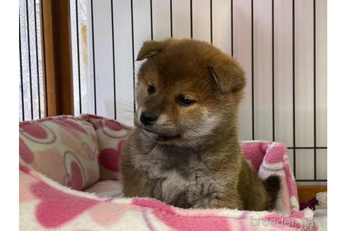 成約済の岡山県の柴犬-162584の16枚目