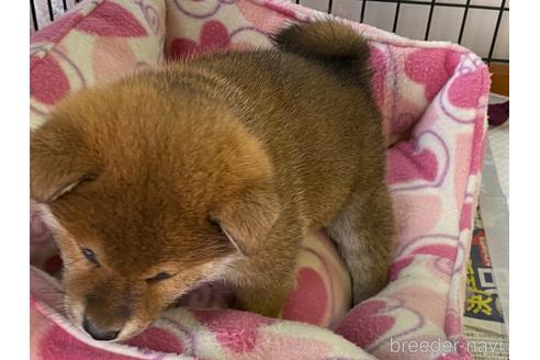 成約済の岡山県の柴犬-162584の15枚目