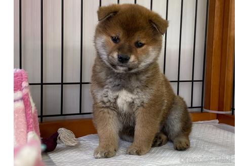 成約済の岡山県の柴犬-162584の13枚目