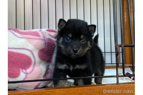 成約済の岡山県の柴犬-159244の5枚目