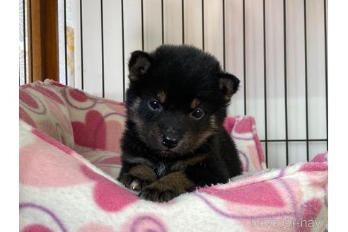 成約済の岡山県の柴犬-159244の1枚目