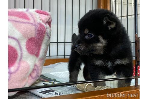 成約済の岡山県の柴犬-159244の2枚目