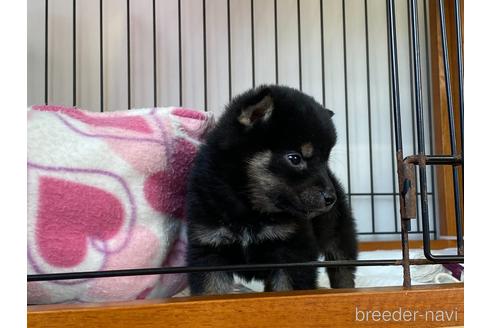 成約済の岡山県の柴犬-159244の3枚目