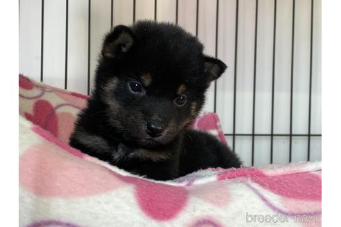 成約済の岡山県の柴犬-159244の4枚目