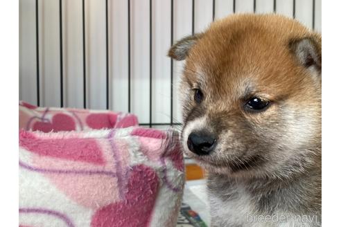 成約済の岡山県の柴犬-159248の1枚目