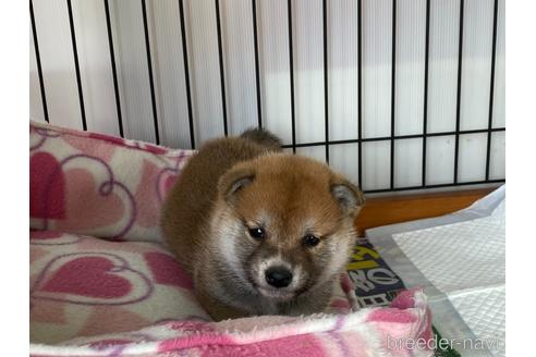 成約済の岡山県の柴犬-159248の4枚目