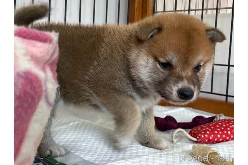 成約済の岡山県の柴犬-159248の2枚目