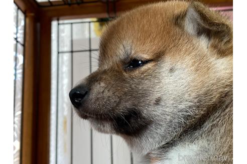 成約済の岡山県の柴犬-159248の3枚目
