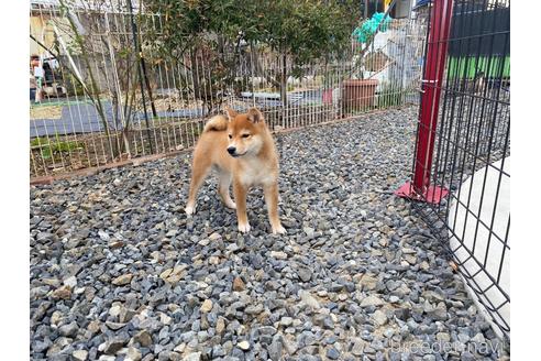 成約済の岡山県の豆柴-162588の6枚目