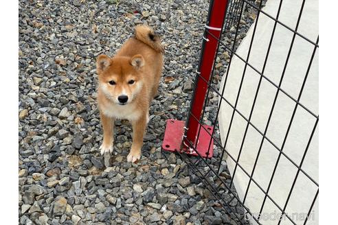 成約済の岡山県の豆柴-162588の7枚目