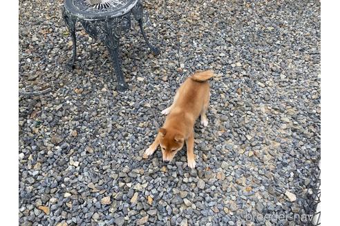 成約済の岡山県の豆柴-162588の9枚目