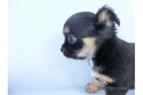 成約済の千葉県のチワワ(ロングコート)-162590の2枚目