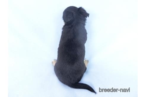 成約済の千葉県のチワワ(ロングコート)-162590の3枚目