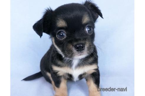 成約済の千葉県のチワワ(ロングコート)-162590の4枚目