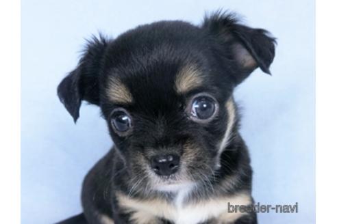 成約済の千葉県のチワワ(ロングコート)-162590